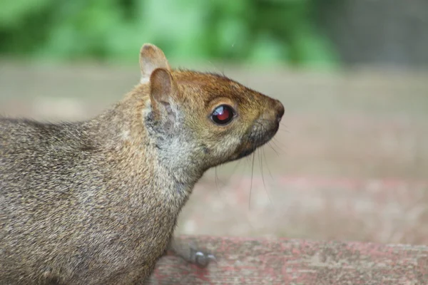 Eastern Gray Squirrel Sciurus carolinensis — Stock Photo, Image