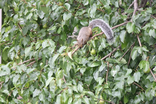 Keleti Szürkemókus - Sciurus carolinensis fa ága — Stock Fotó