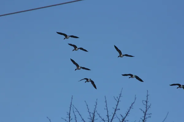 Gäss Overhead i luft — Stockfoto