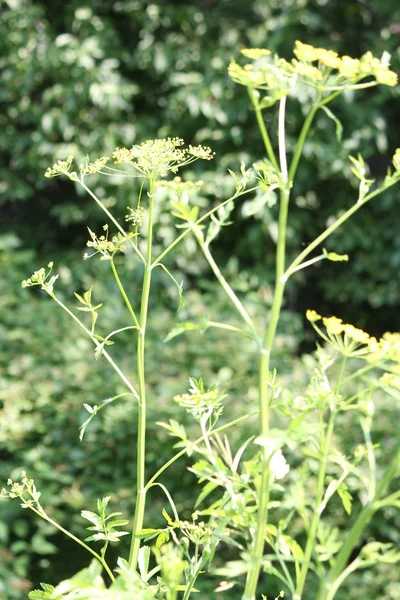 Wild pastinaak Pastinaca sativa — Stockfoto