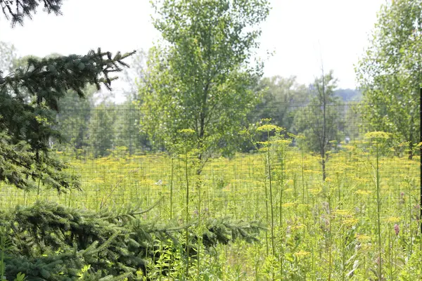 Divoký pastinák Pastinaca sativa — Stock fotografie