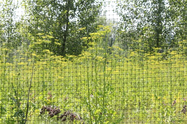 Divoký pastinák Pastinaca sativa — Stock fotografie