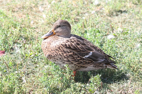 Hen-pato-real Anas platyrhynchos — Fotografia de Stock