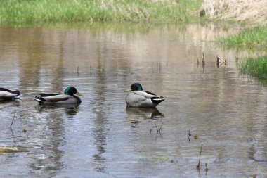 Havuzumda-drake akışı