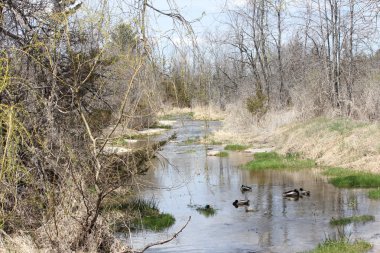 Havuzumda-drake akışı