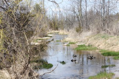 Havuzumda-drake akışı