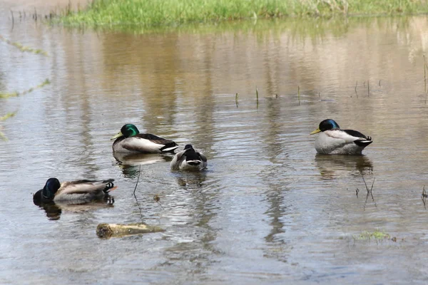 Mallards-drake in stream — Stock Photo, Image