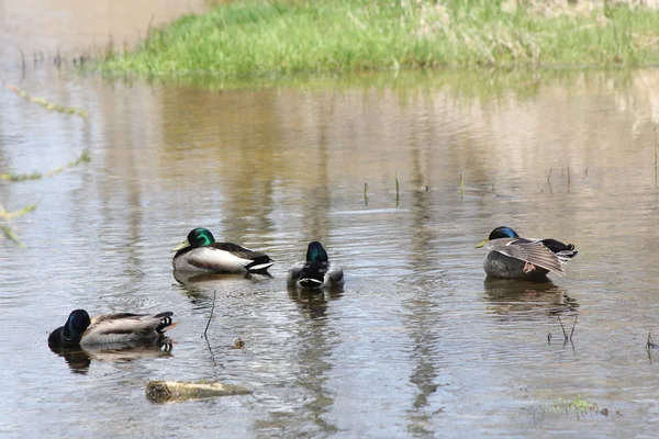 Mallards-drake in stream — Stock Photo, Image