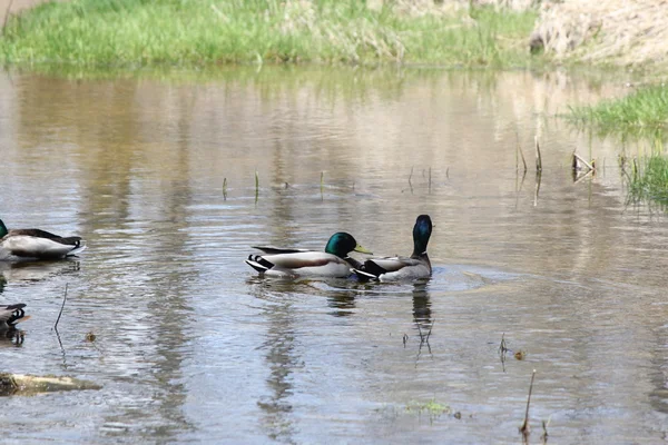 Mallards-drake in stream — Stock Photo, Image