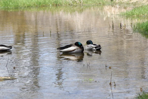 Mallards-drake in stream — Stock Photo, Image