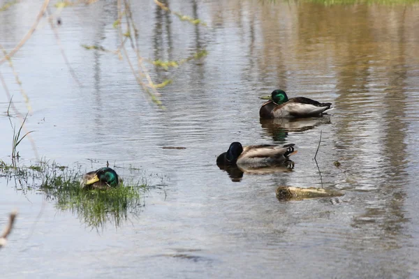 Mallards-drake in stream — Stock Photo, Image