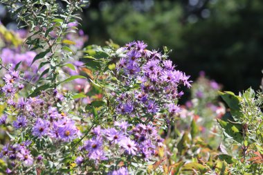 Aster New England (Symphyotrichum novae-angliae)
