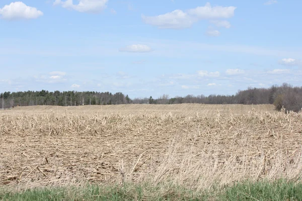 Majsfält (skördas) — Stockfoto