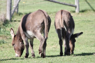 Minyatür eşekler çiftlikte