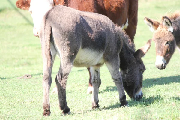 Burros miniatura en la granja — Foto de Stock