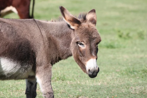 Miniatuur Donkey op boerderij — Stockfoto