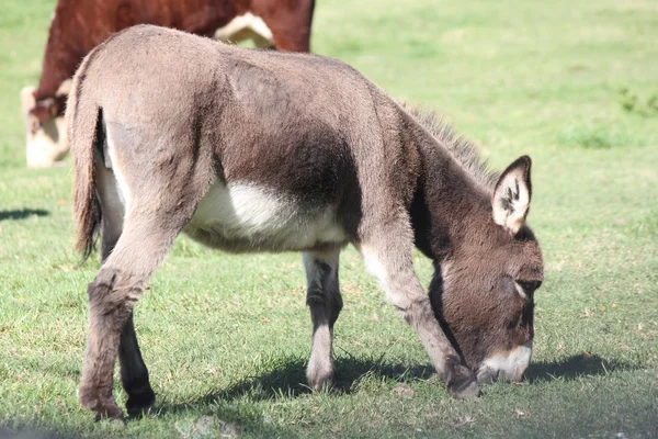 Miniatuur Donkey op boerderij — Stockfoto