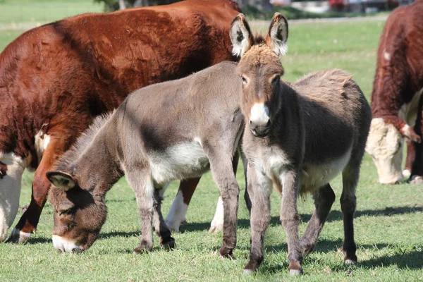 Minyatür eşekler çiftlikte