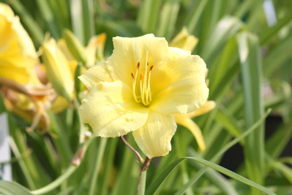 Daylily Στέλλα ανώτατο — Φωτογραφία Αρχείου