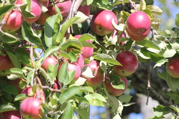 Äpfel am Baum — Stockfoto