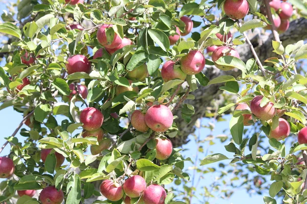 Äpfel am Baum — Stockfoto