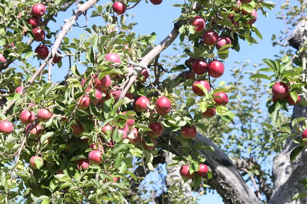 Μήλα στο δέντρο — Φωτογραφία Αρχείου