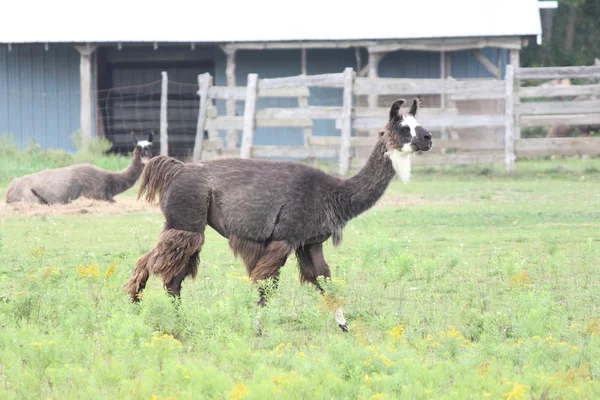 Lama domestiqué à la ferme — Photo