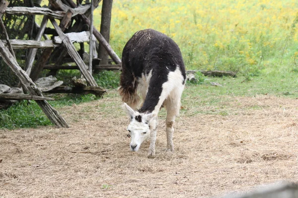 Lama domestiqué à la ferme — Photo