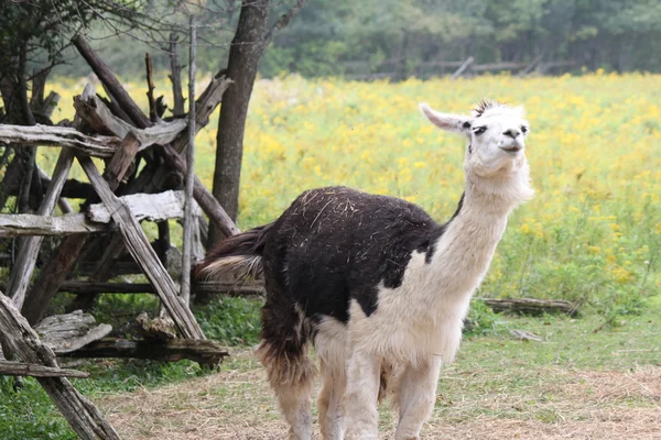 Lama domestiqué à la ferme — Photo