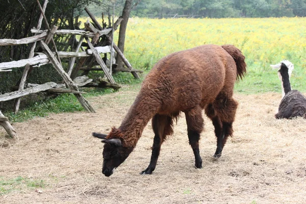 Lama auf Bauernhof domestiziert — Stockfoto