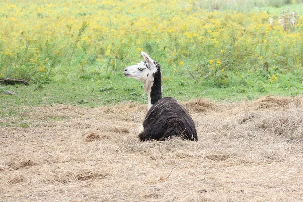 Lama auf Bauernhof domestiziert — Stockfoto