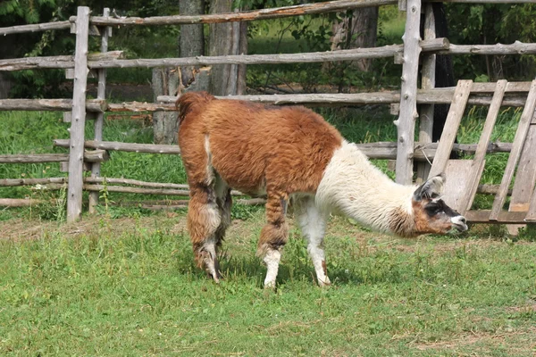 Lama domestiqué à la ferme — Photo