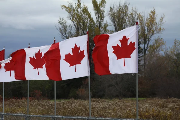 Прапори Канади — стокове фото