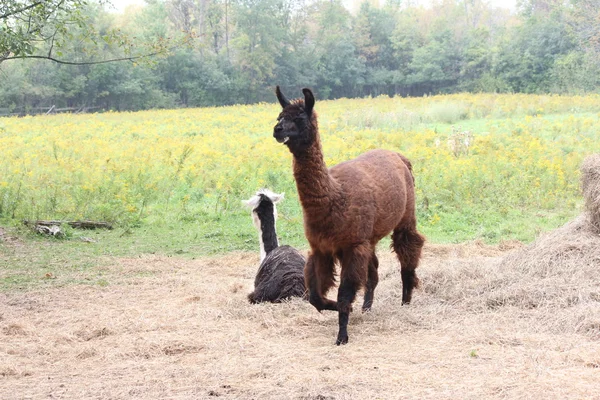 Lama domestiqué à la ferme — Photo