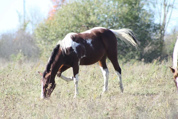 Выпас лошадей в поле — стоковое фото
