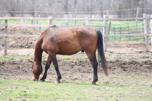 Horse in Corral — Stock Photo, Image