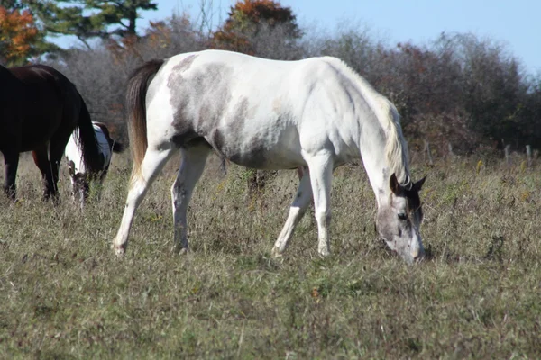 Paarden in veld grazen — Stockfoto