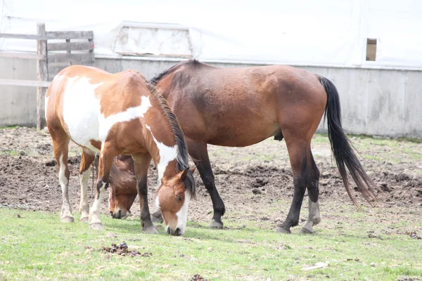 Häst i corral — Stockfoto