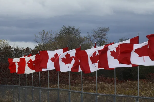 Linea di bandiere canadesi — Foto Stock