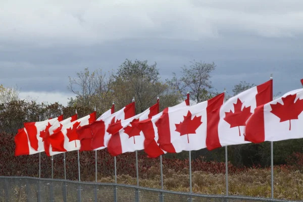 Linea di bandiere canadesi — Foto Stock