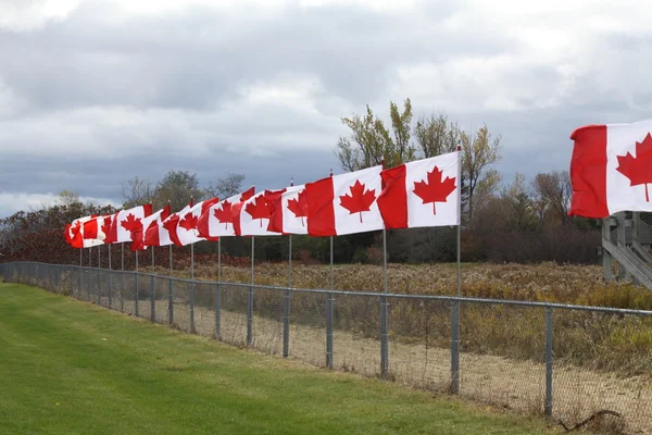 Linea di bandiere canadesi — Foto Stock