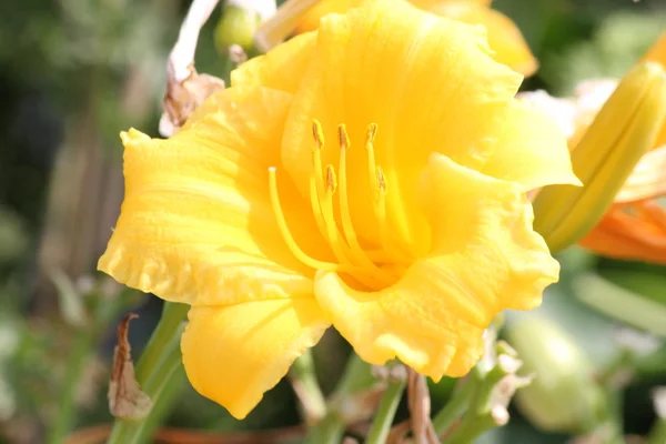 Daylily 'Stella de Oro' — Stok fotoğraf