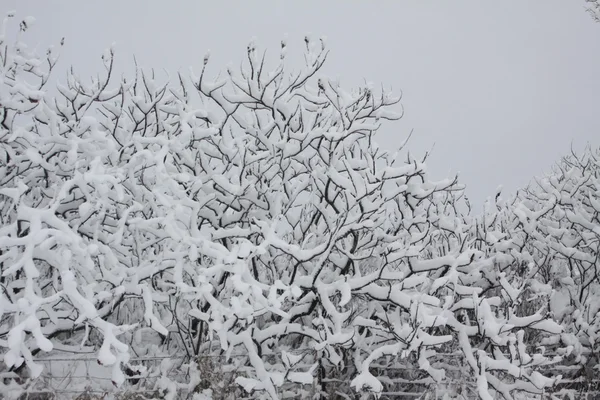 Nieve fresca en el árbol de Sumac —  Fotos de Stock