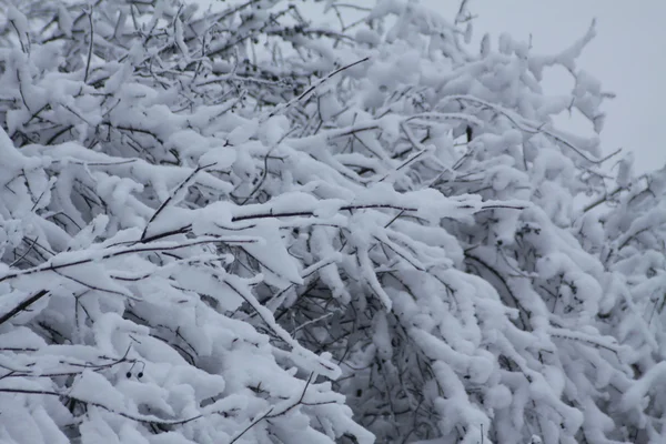 Nieve fresca en ramas de árboles —  Fotos de Stock