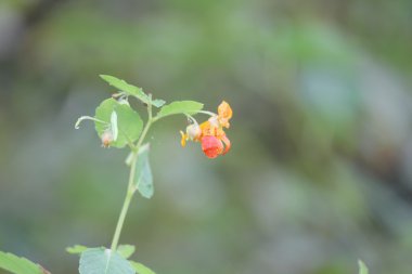 Benekli jewelweed (Impatiens capensis)
