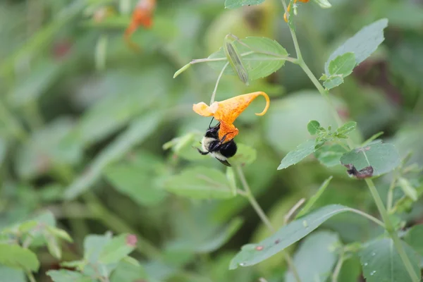 Bijuteria manchada (Impatiens capensis) com abelha — Fotografia de Stock