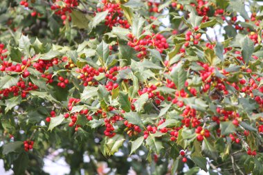Amerikan Holly (Ilex opaca)