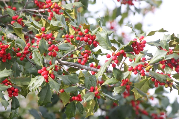 Amerikanska järnek (Ilex opaca) — Stockfoto