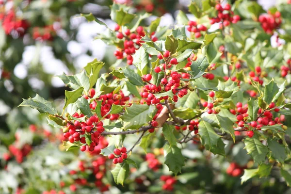 Amerikaanse Hulst (Ilex opaca) — Stockfoto