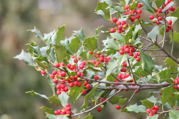 Αμερικανική Holly (Ilex opaca) — Φωτογραφία Αρχείου